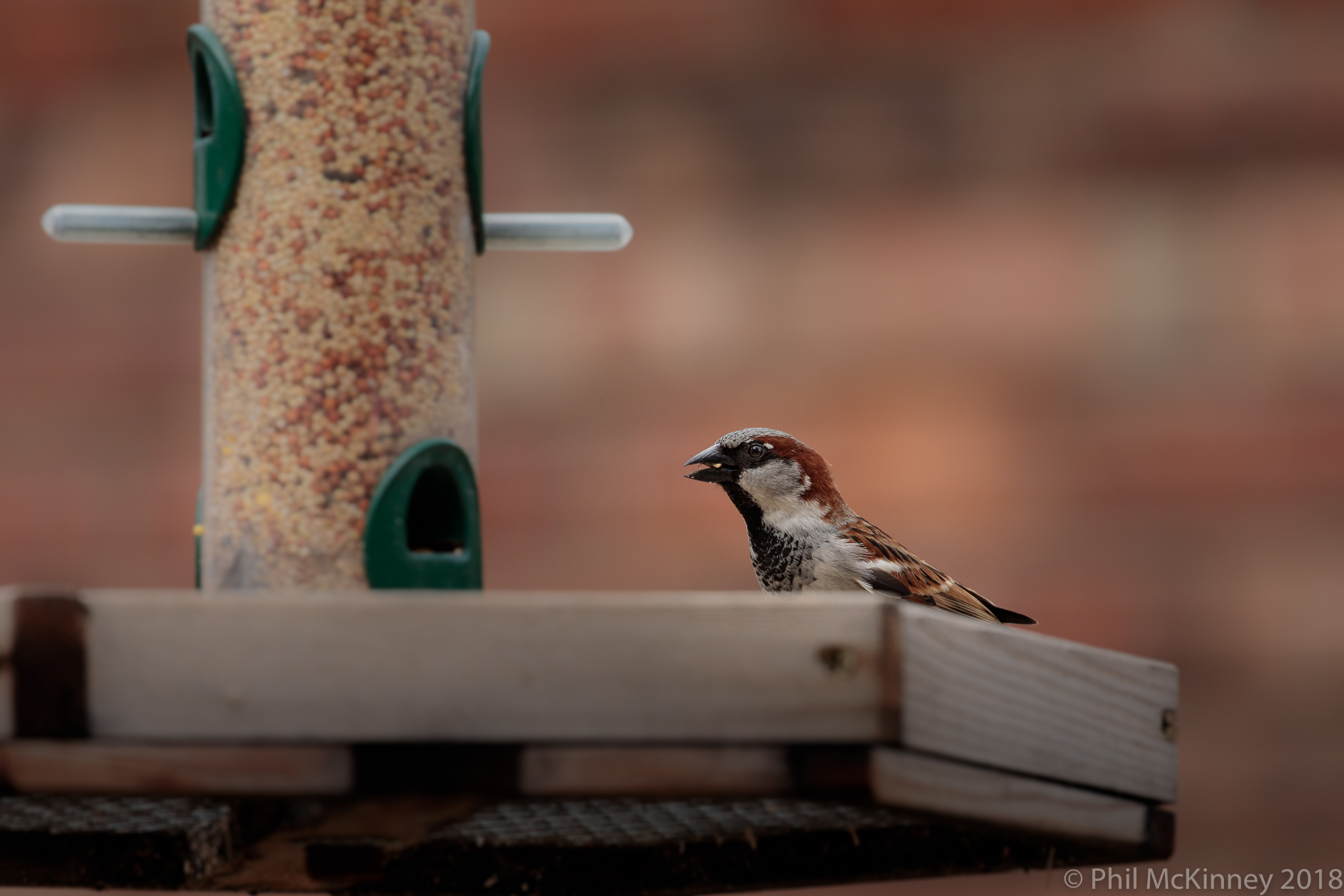  House Sparrow 