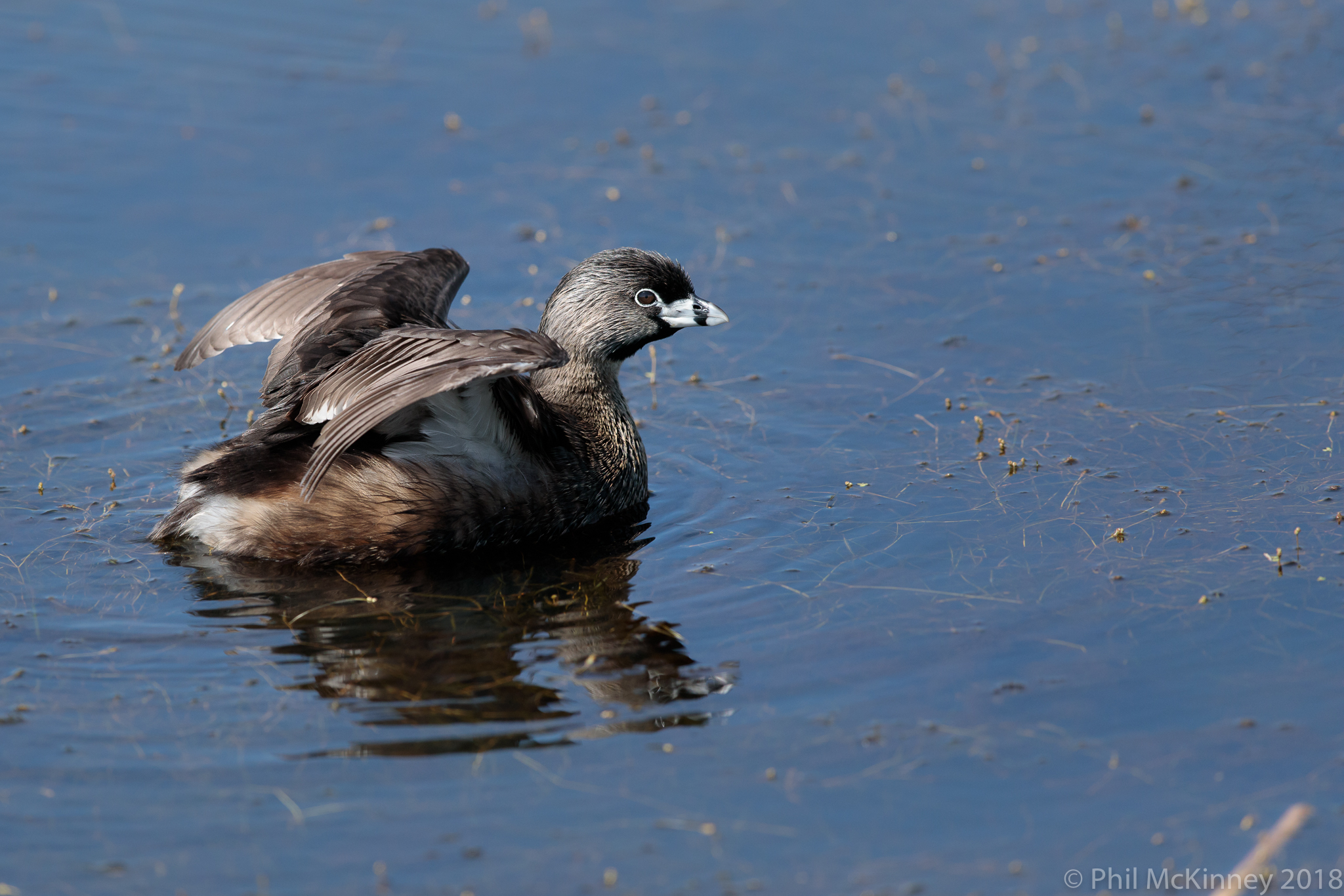  Pied-Billed Grebe 