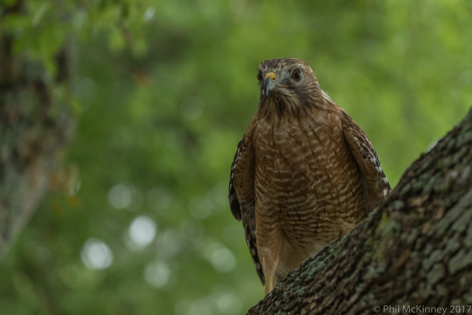  Blackland Prairie Raptor Center, 2017 