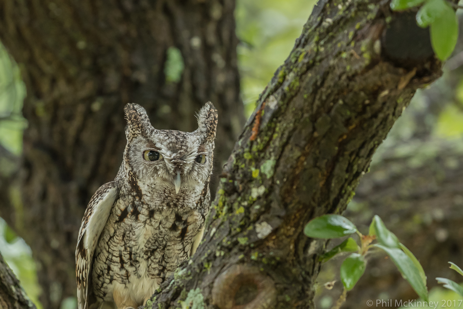  Blackland Prairie Raptor Center, 2017 