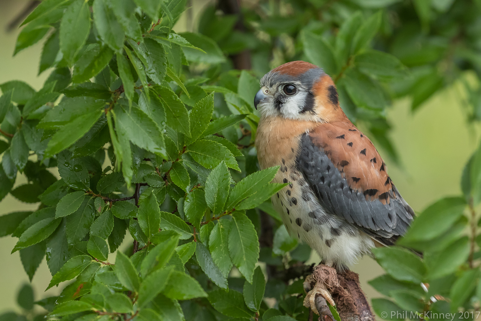  Blackland Prairie Raptor Center, 2017 