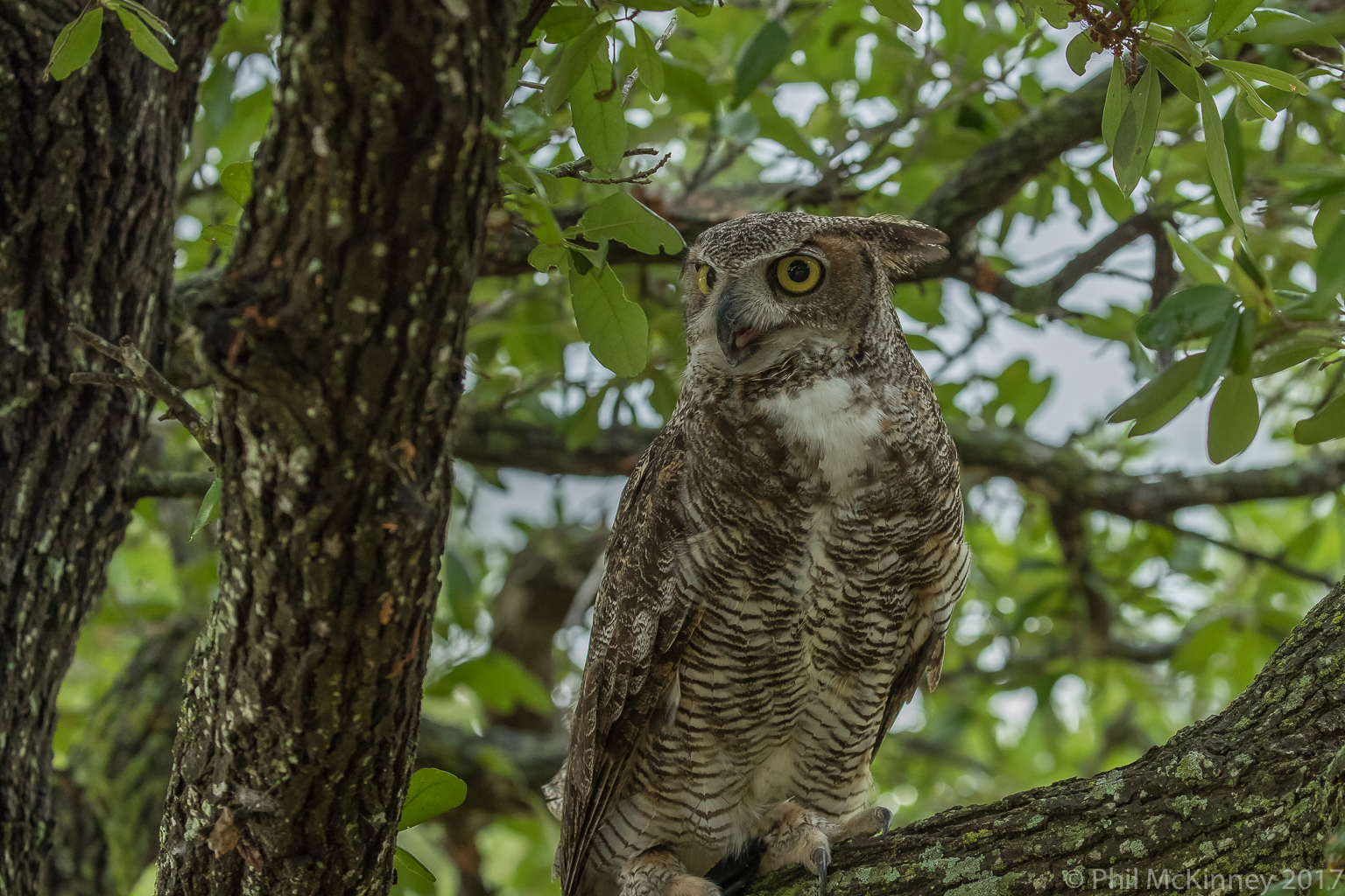  Blackland Prairie Raptor Center, 2017 