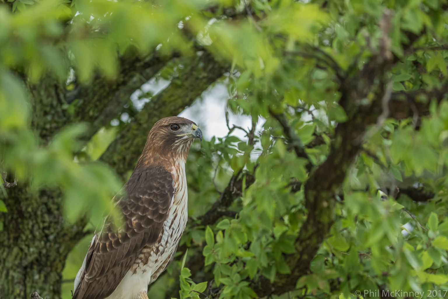  Blackland Prairie Raptor Center, 2017 