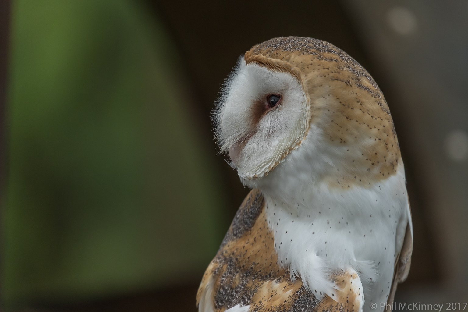  Blackland Prairie Raptor Center, 2017 