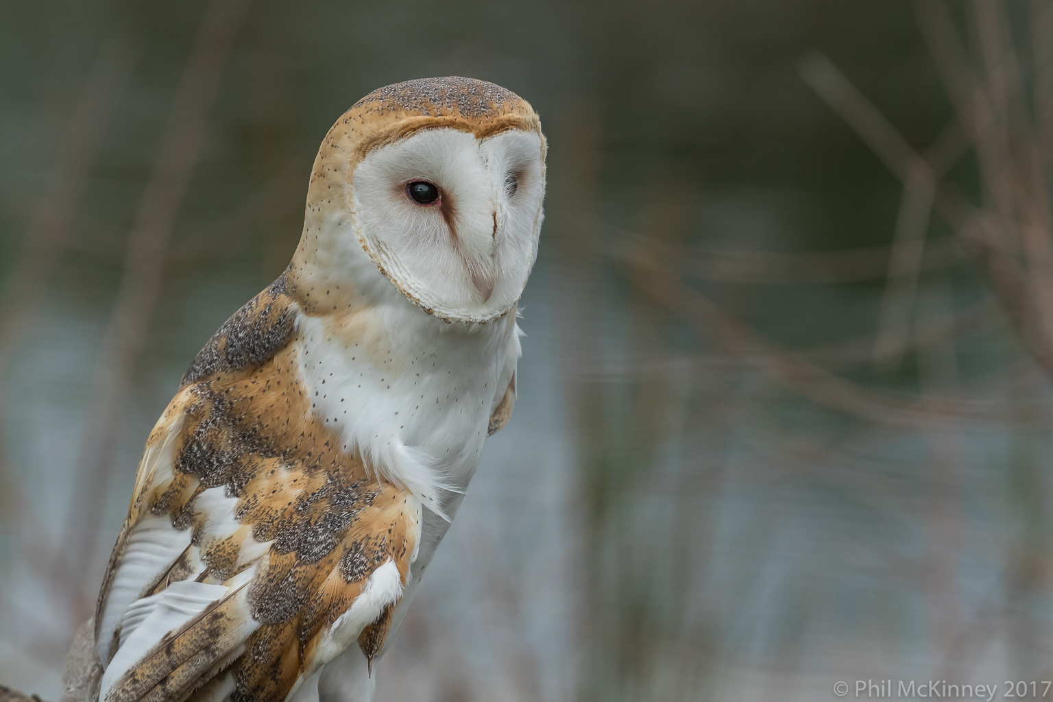  Blackland Prairie Raptor Center, 2017 
