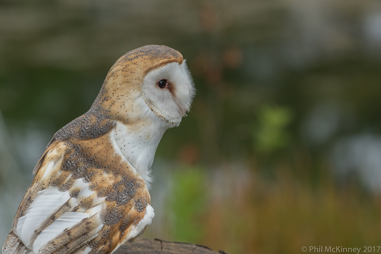  Blackland Prairie Raptor Center, 2017 