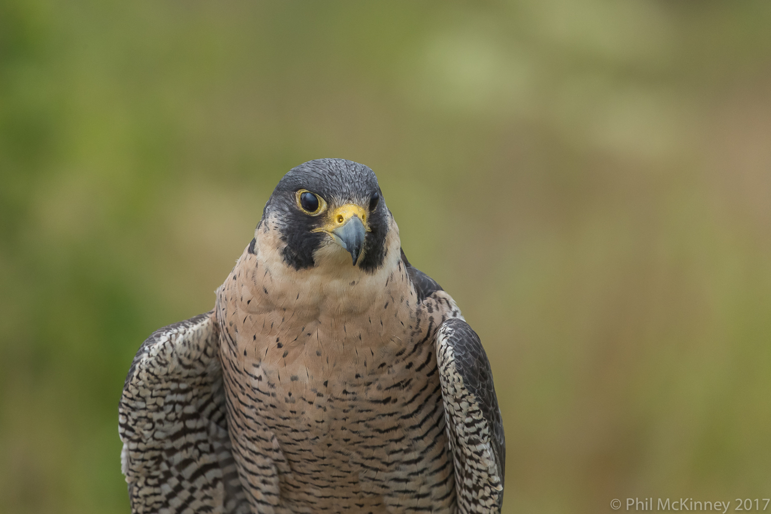  Blackland Prairie Raptor Center, 2017 