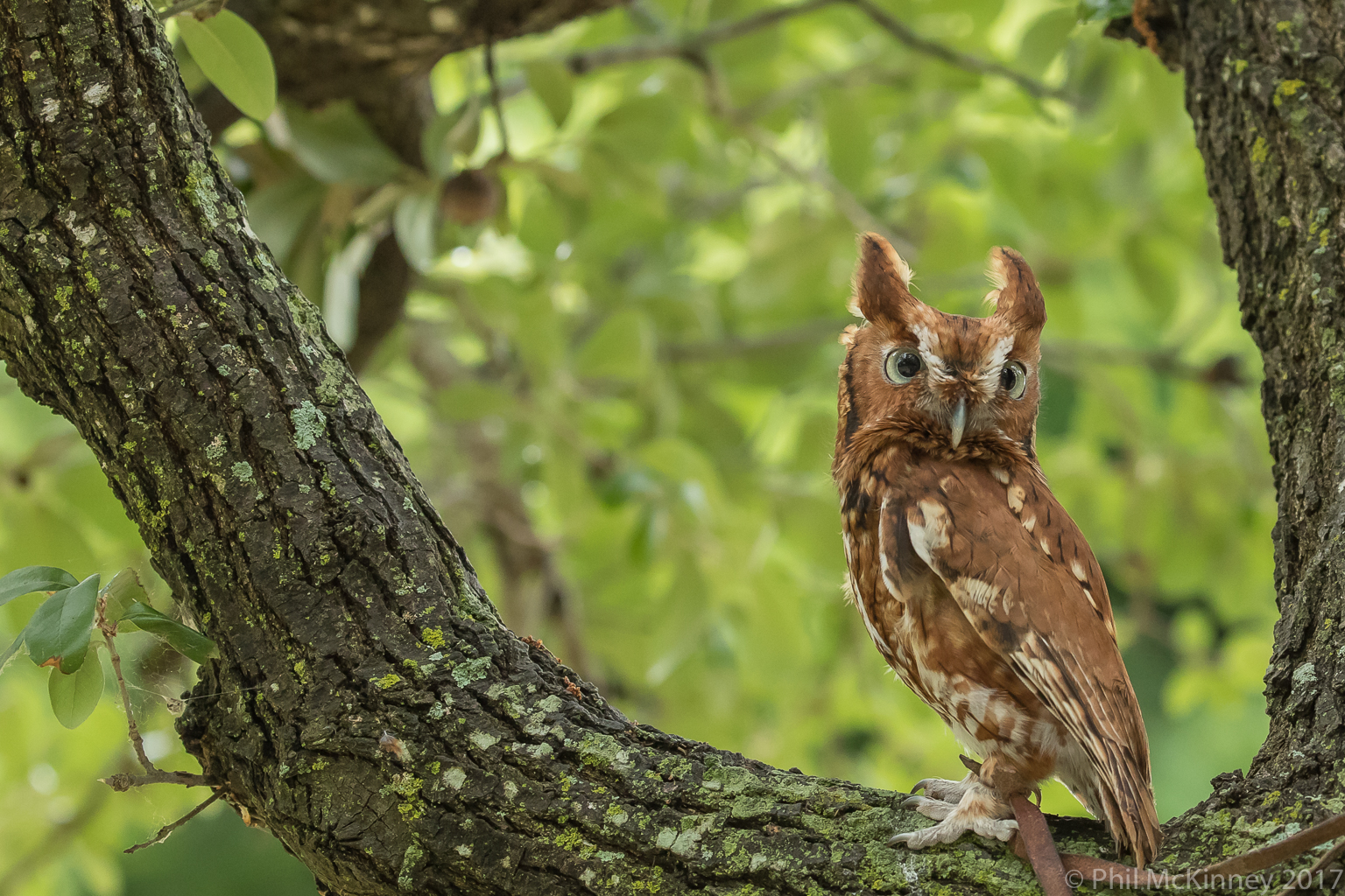  Blackland Prairie Raptor Center, 2017 