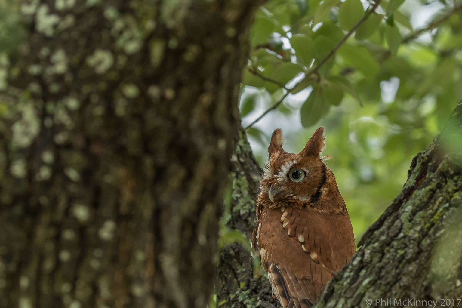  Blackland Prairie Raptor Center, 2017 