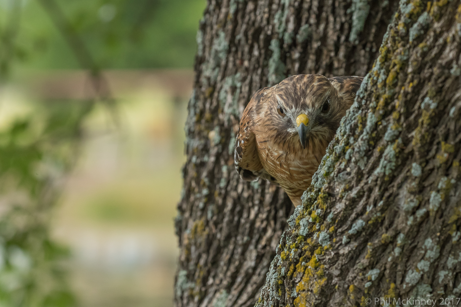  Blackland Prairie Raptor Center, 2017 