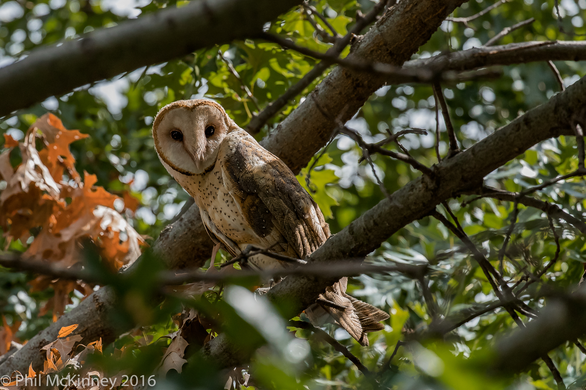  Barn Owl - Carrollton, TX 