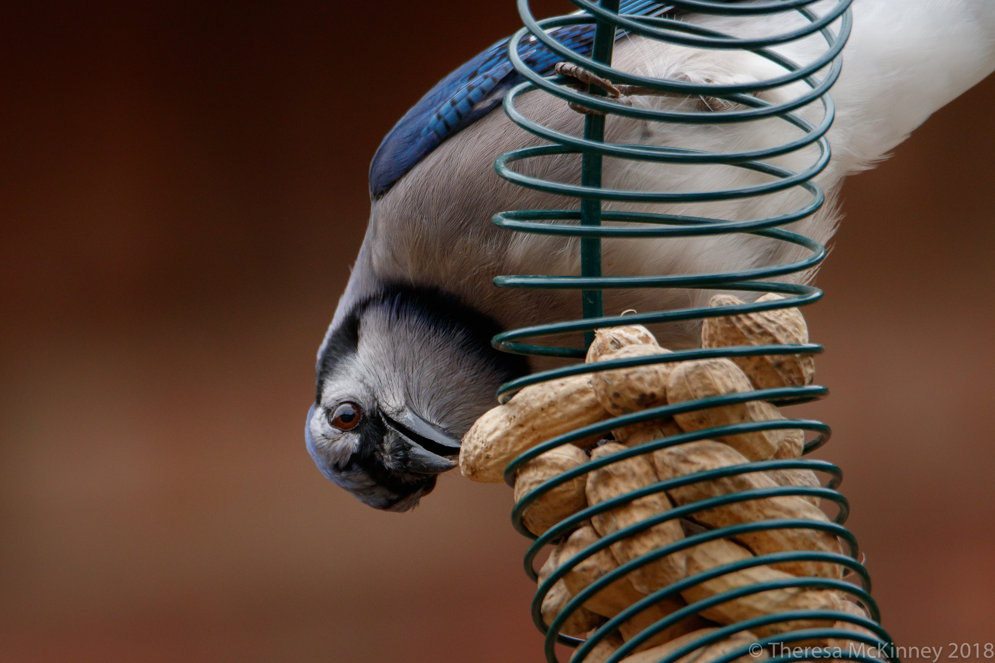 BlueJay 