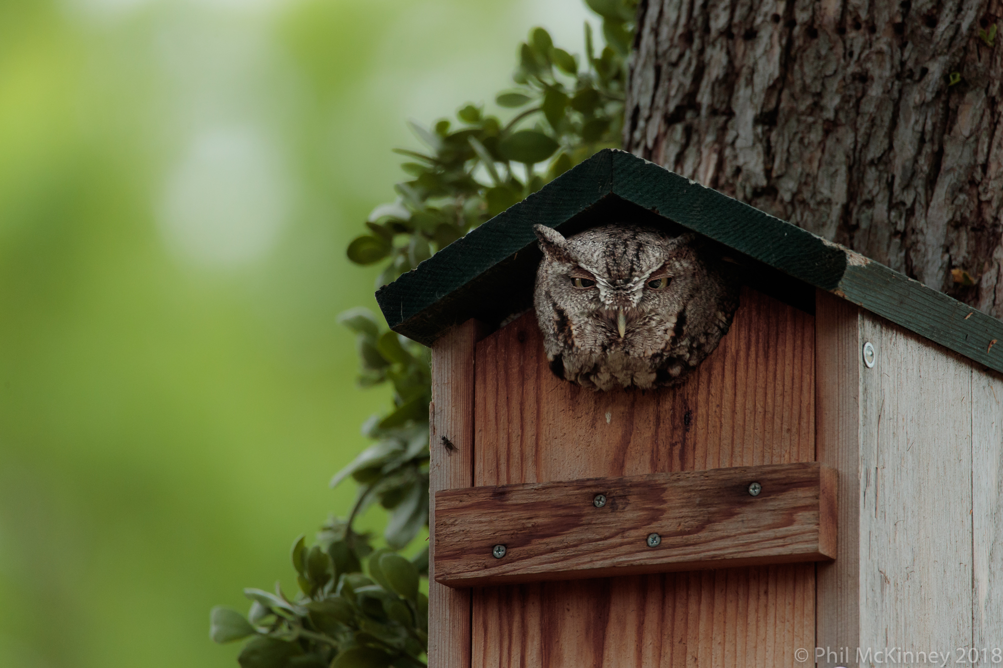  Eastern Screech Owl 
