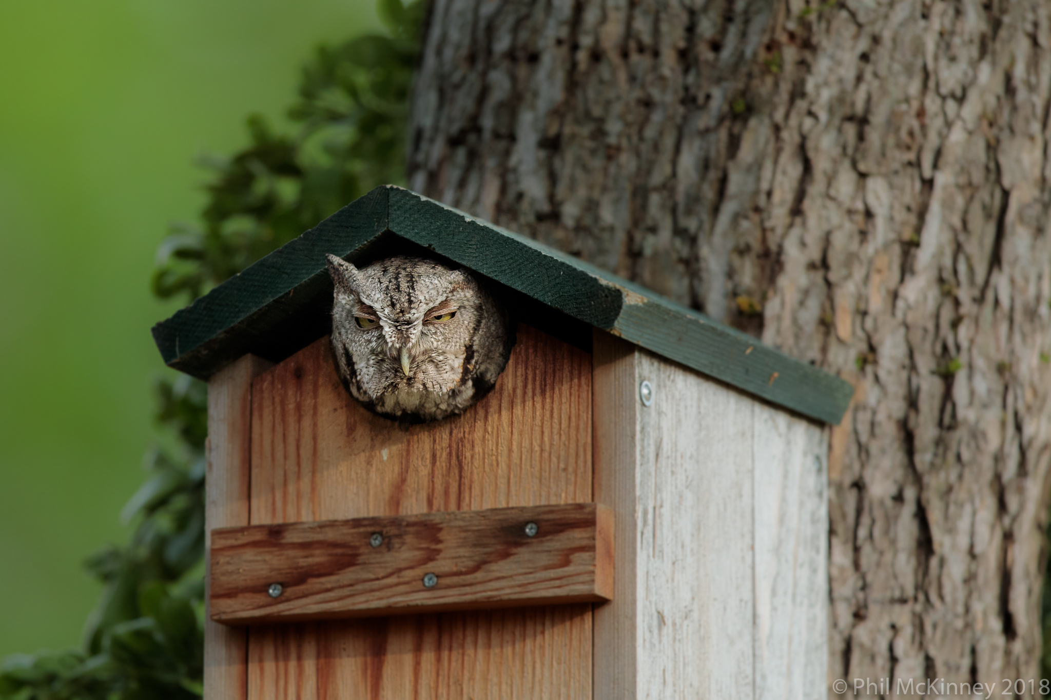  Eastern Screech Owl - Garland, TX 