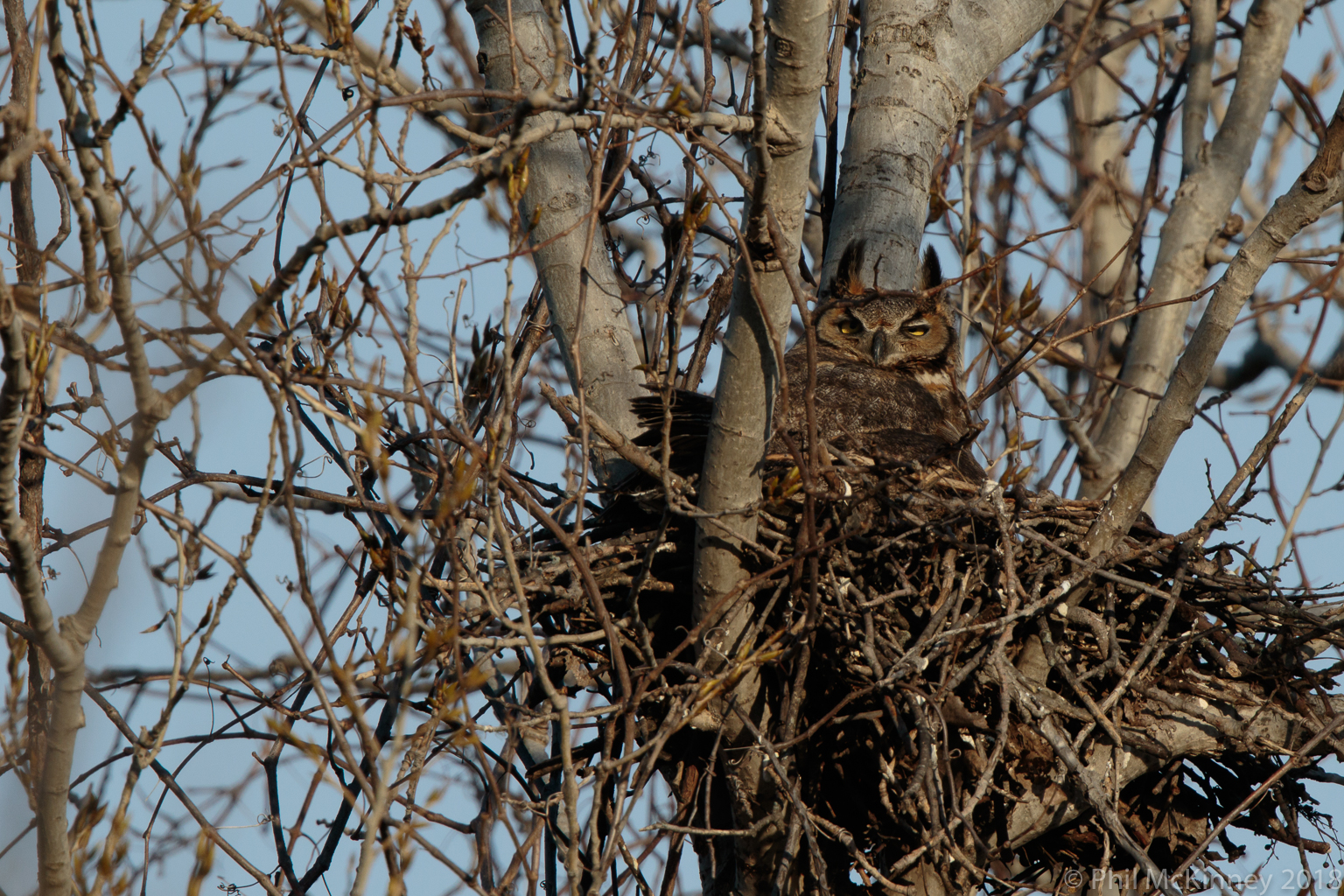  Great orned Owl - Murphy, TX 