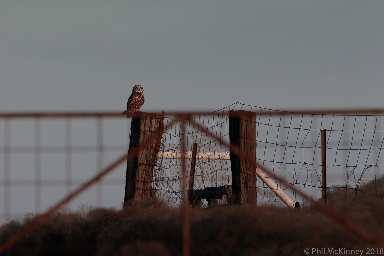  Short Eared Owl - Hagerman NWR 