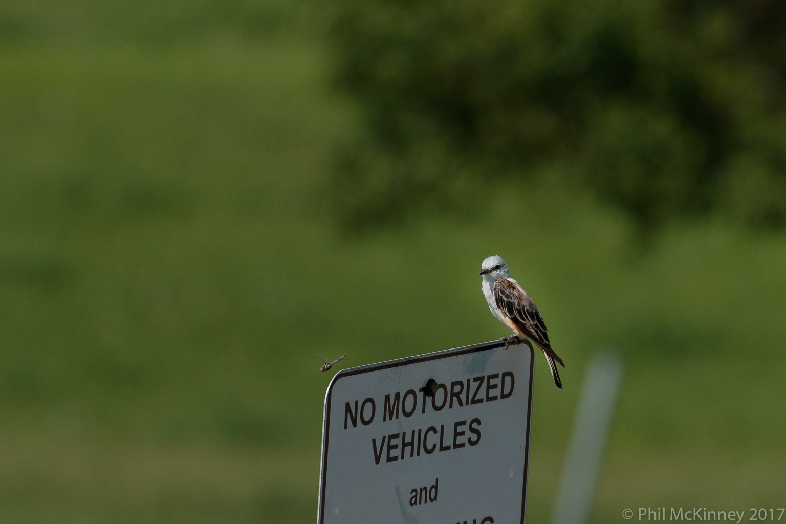  Dragonfly for snack? 